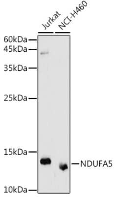 Western Blot: NDUFA5 AntibodyBSA Free [NBP3-03243]